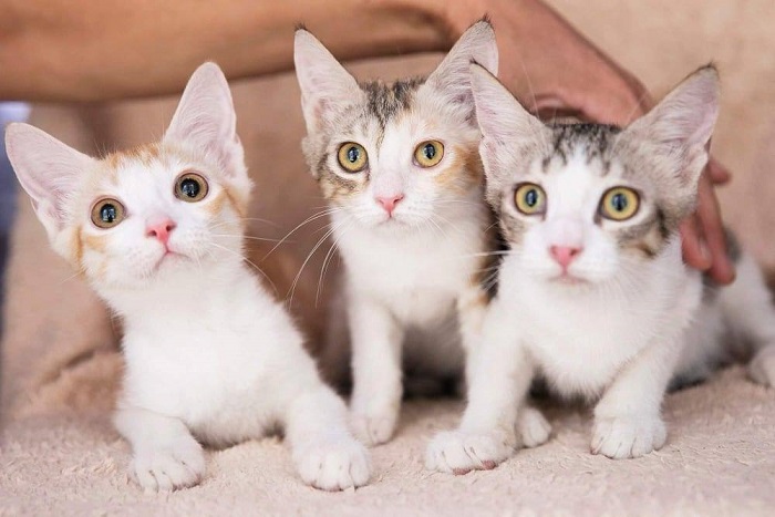 pet adoption in UAE