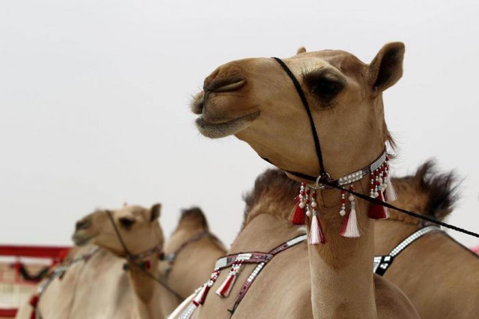 Al Dhafra Festival 2020 Announces A Guide To Conditions Participation And Entry Schedules For The Camel Maze Uae24x7