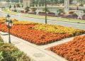 A huge number of blossoms sprout across Dubai