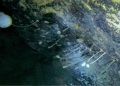 Researchers coincidentally discovered life under 3,000 feet of ice in Antarctica.