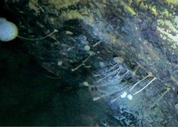 Researchers coincidentally discovered life under 3,000 feet of ice in Antarctica.