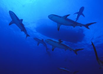 Discover the largest luminous shark