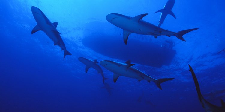 Discover the largest luminous shark