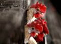 China confirms world’s first human case of H10N3 bird flu