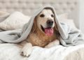 5 Pet-Friendly Hotels in Dubai: It’s Time For Your Pets To Have Some Fun