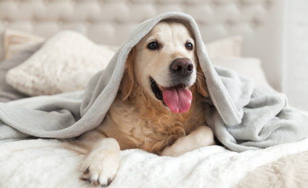 5 Pet-Friendly Hotels in Dubai: It’s Time For Your Pets To Have Some Fun