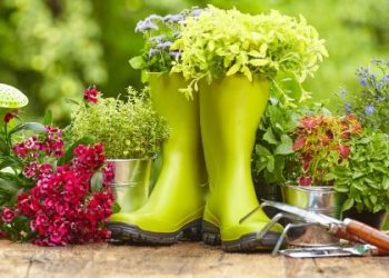 10 Top Gardening Tips for Beginners