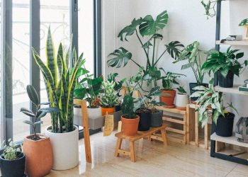 SIX TIPS TO LEAD YOU DOWN THE INDOOR GARDEN PATH
