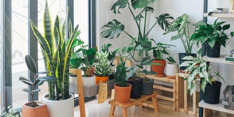 SIX TIPS TO LEAD YOU DOWN THE INDOOR GARDEN PATH