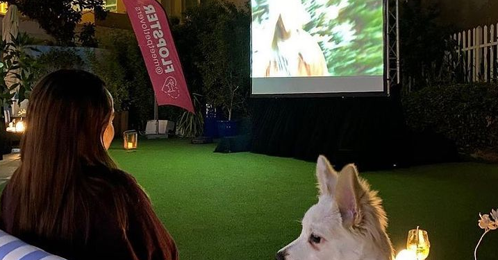 Enjoy a dog movie night at this outdoor cinema in Riva Beach Club