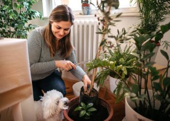 10 Non-Toxic Indoor Plants for Those with Pets.