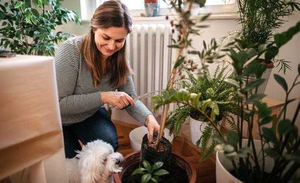 10 Non-Toxic Indoor Plants for Those with Pets.