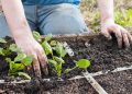 How To Plan a Square Foot Garden