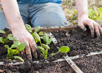 How To Plan a Square Foot Garden