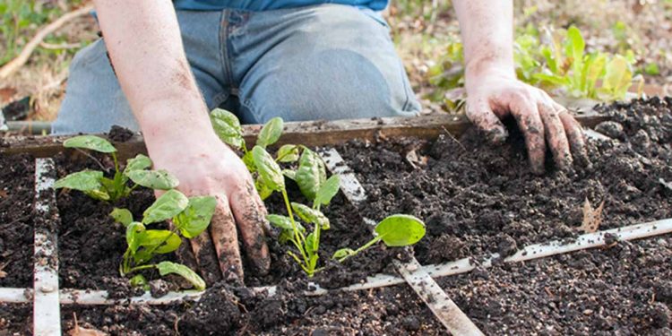How To Plan a Square Foot Garden