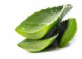 Amazing benefits of Aloe Vera